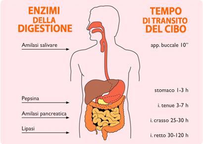 Enzimi digestivi endogeni - prodotti dal nostro organismo