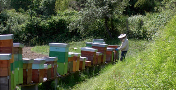 Miele grezzo biologico: per sostenere gli apicoltori artigianali italiani