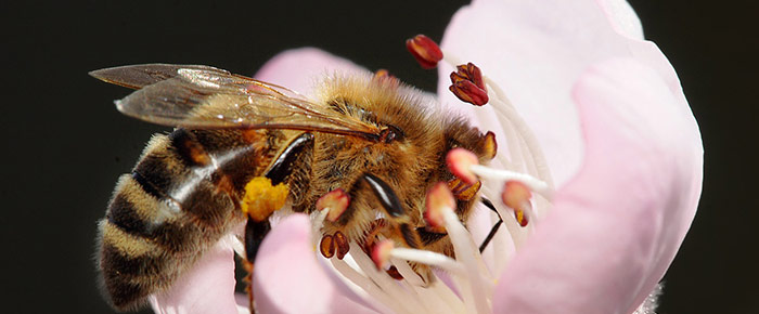 Polline proprietà e benefici