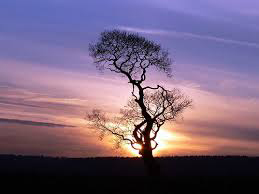 Terra nativi americani capo seattle sun beam tree