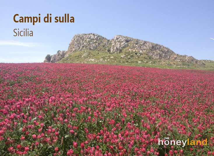 Miele di sulla da piante di sulla in Sicilia