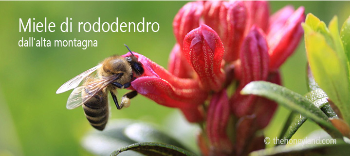 miele-di-rododendro-proprieta-benefici