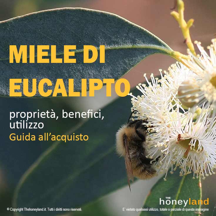 Miele di eucalipto proprietà e benefici