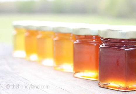 Tipi di miele italiano: oltre 50 varietà con proprietà diverse
