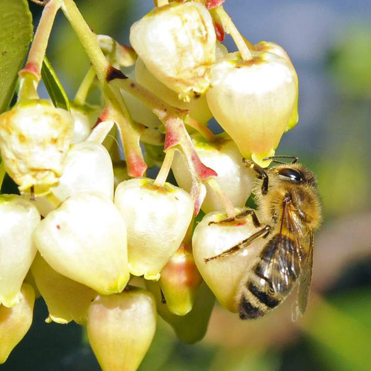 Miele di corbezzolo: proprietà, benefici e dove trovarlo