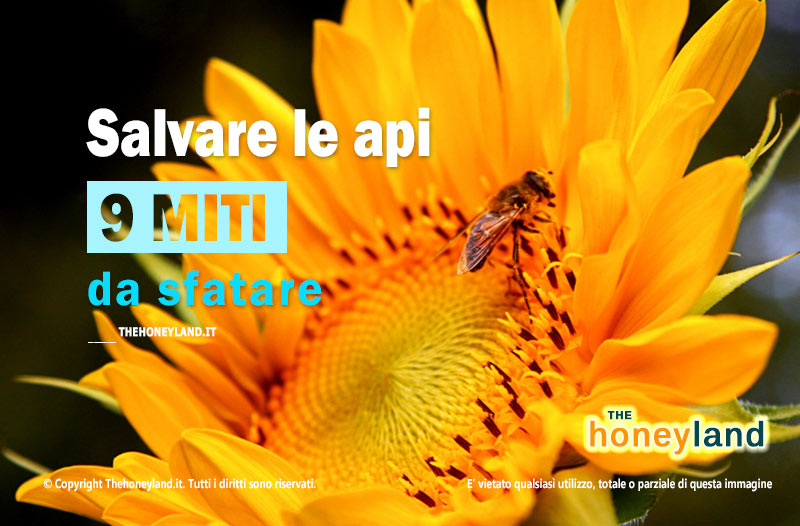 Salvare le api: falsi miti da sfatare